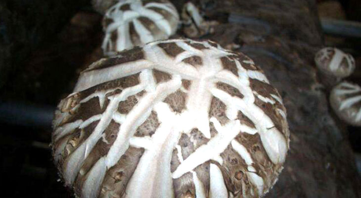 高溫滅菌蒸汽發(fā)生器