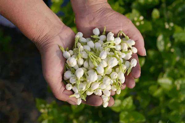 茉莉花茶怎么借助蒸汽發(fā)生器提升品質(zhì)