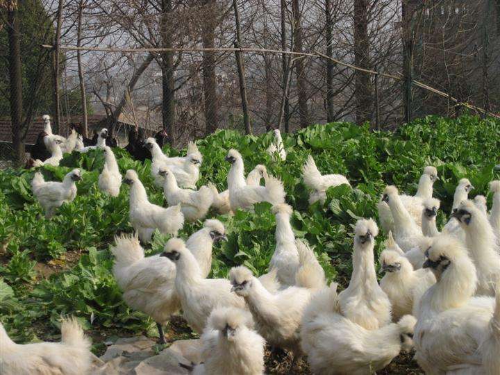 諾貝思：烏骨雞場消毒不好做？你還在藥劑噴灑消毒嗎？